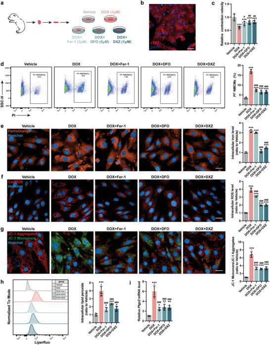 https://cdn.ncbi.nlm.nih.gov/pmc/blobs/88cc/10214246/d3496fdadf2e/ADVS-10-2206007-g004.jpg