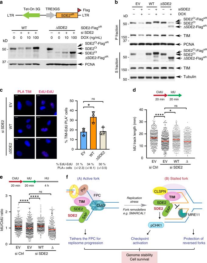 https://cdn.ncbi.nlm.nih.gov/pmc/blobs/88cf/7603486/3ddfa74abeda/41467_2020_19162_Fig7_HTML.jpg