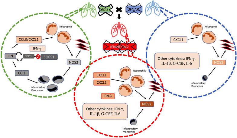 https://cdn.ncbi.nlm.nih.gov/pmc/blobs/88cf/9558022/e8c1f612ffc8/10753_2022_1736_Fig7_HTML.jpg