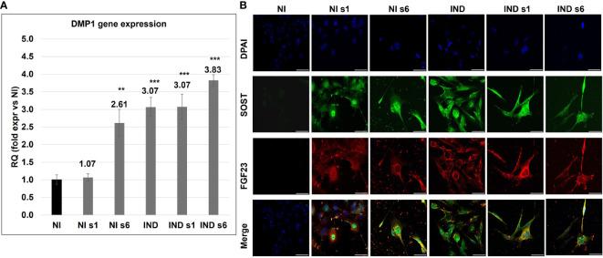 https://cdn.ncbi.nlm.nih.gov/pmc/blobs/88d2/11140044/100a1f24f1a5/fendo-15-1296886-g005.jpg