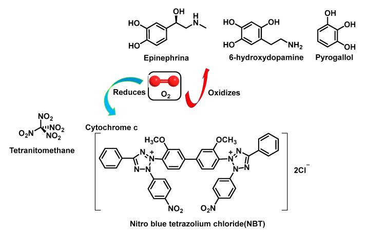 https://cdn.ncbi.nlm.nih.gov/pmc/blobs/88da/9916283/238a6408b409/ijms-24-01841-g038.jpg