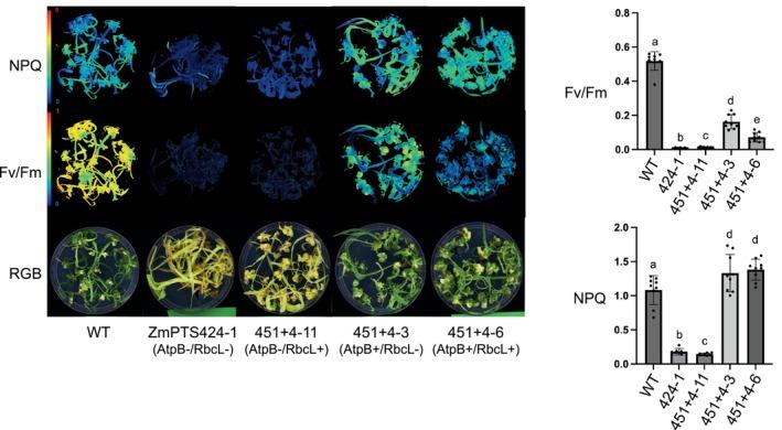 https://cdn.ncbi.nlm.nih.gov/pmc/blobs/88de/12392951/94d71c85a986/PBI-23-3510-g005.jpg