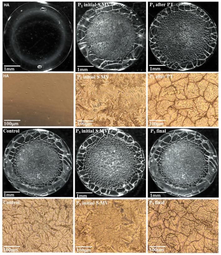 https://cdn.ncbi.nlm.nih.gov/pmc/blobs/88df/10886650/1cefa2e81ded/biomedicines-12-00449-g010.jpg