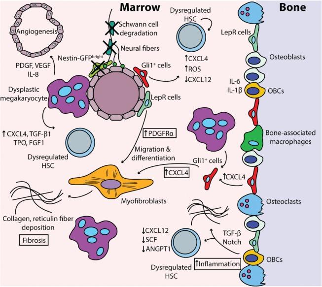 https://cdn.ncbi.nlm.nih.gov/pmc/blobs/88df/5969225/b7f1bcfc091b/PATH-245-138-g001.jpg