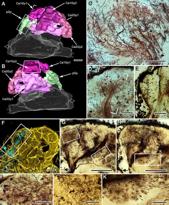 https://cdn.ncbi.nlm.nih.gov/pmc/blobs/88e2/7872517/3d5a00fa4253/elife-65167-fig11.jpg