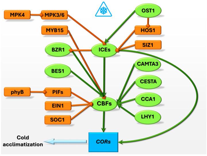 https://cdn.ncbi.nlm.nih.gov/pmc/blobs/88ed/11432106/e20929cd193c/ijms-25-10110-g001.jpg