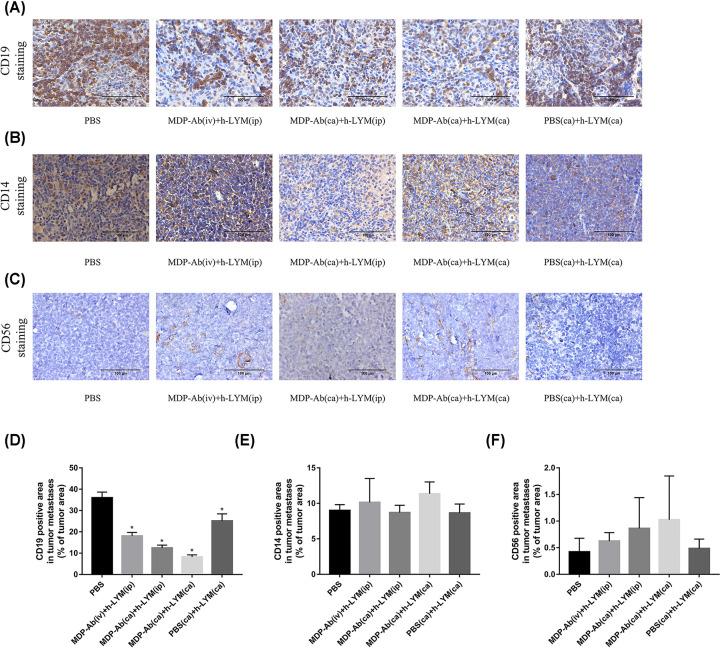 https://cdn.ncbi.nlm.nih.gov/pmc/blobs/88ee/10126809/5b3efdf9758d/bsr-43-bsr20222668-g4.jpg