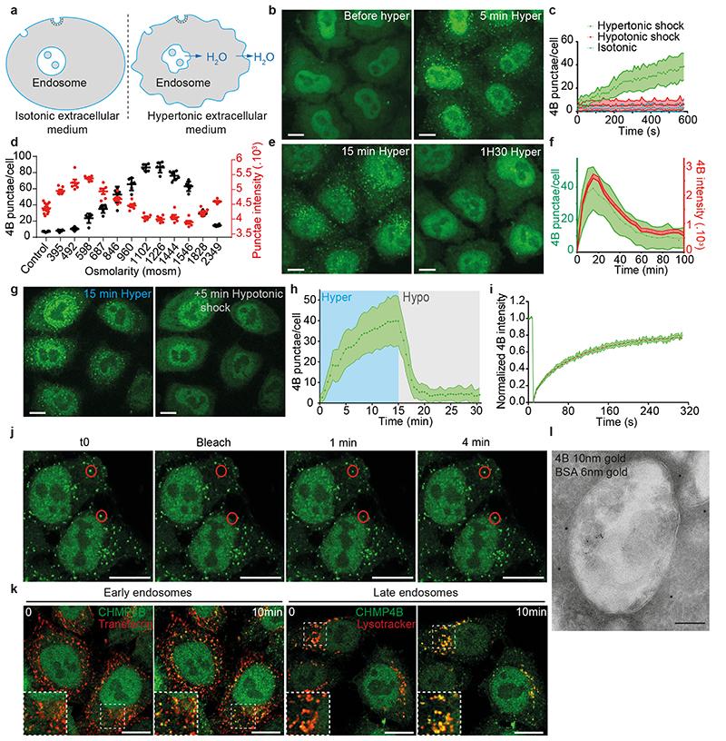 https://cdn.ncbi.nlm.nih.gov/pmc/blobs/88ee/7612185/415994c52090/EMS118425-f001.jpg