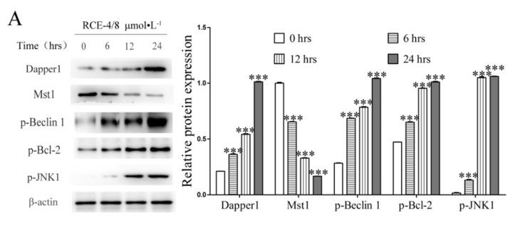 https://cdn.ncbi.nlm.nih.gov/pmc/blobs/88ef/8617943/5b4434a2fc70/ijms-22-12302-g005a.jpg