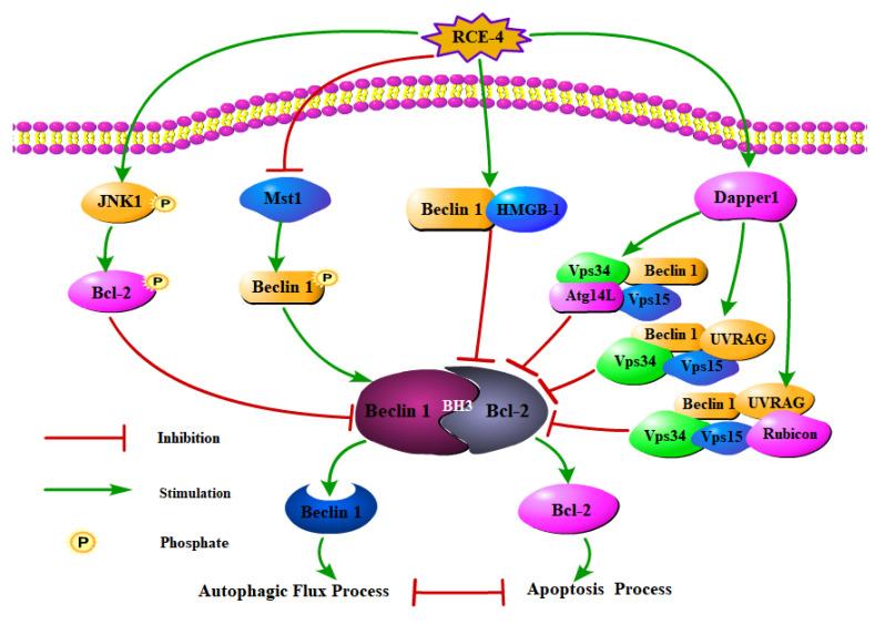 https://cdn.ncbi.nlm.nih.gov/pmc/blobs/88ef/8617943/9980d27abe59/ijms-22-12302-g004.jpg