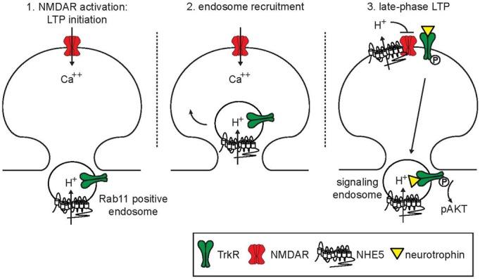 https://cdn.ncbi.nlm.nih.gov/pmc/blobs/88f1/3888932/8f3f1fb3bcf0/fphys-04-00412-g0001.jpg