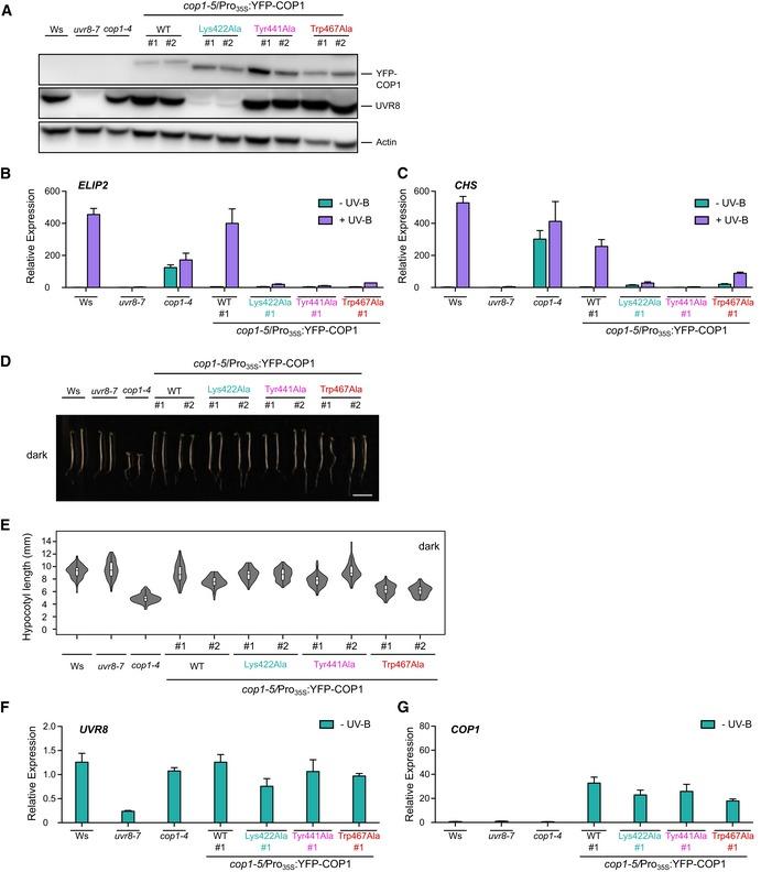 https://cdn.ncbi.nlm.nih.gov/pmc/blobs/88f2/6745501/11576e208f6d/EMBJ-38-e102140-g003.jpg