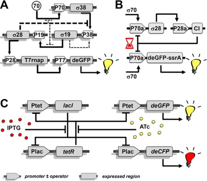https://cdn.ncbi.nlm.nih.gov/pmc/blobs/88fa/5397886/8cd247d4d165/ar-2016-00512c_0002.jpg