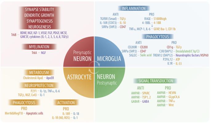 https://cdn.ncbi.nlm.nih.gov/pmc/blobs/88fa/7378357/bea12d09b4b8/fimmu-11-01416-g0001.jpg
