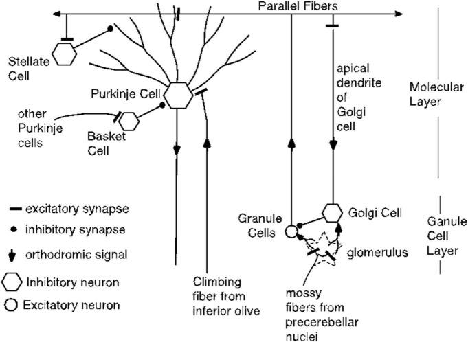 https://cdn.ncbi.nlm.nih.gov/pmc/blobs/8900/9669310/ba63f4c9383d/fncom-16-1019812-g020.jpg