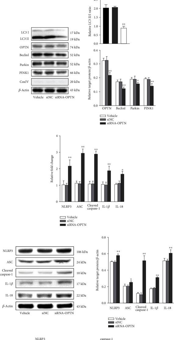 https://cdn.ncbi.nlm.nih.gov/pmc/blobs/8901/7892225/a5ffcb856828/OMCL2021-6630281.009.jpg