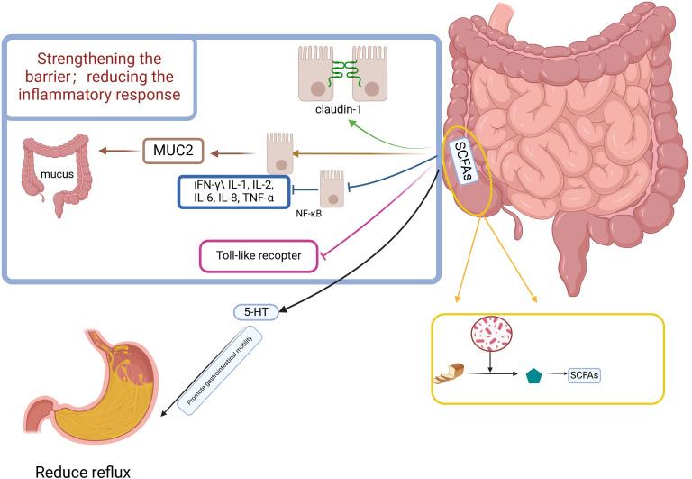 https://cdn.ncbi.nlm.nih.gov/pmc/blobs/8903/11885504/14ecd03d583d/fimmu-16-1558414-g002.jpg