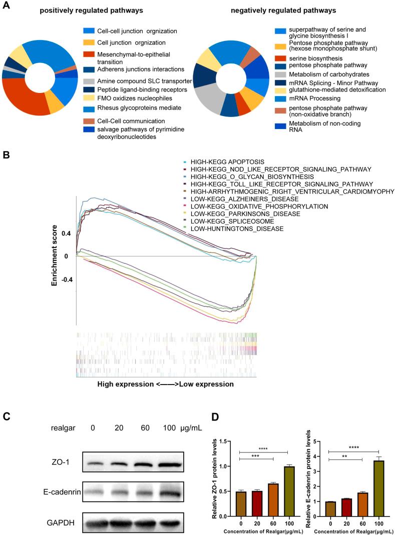 https://cdn.ncbi.nlm.nih.gov/pmc/blobs/8903/9849977/bdda1e84af80/gr6.jpg