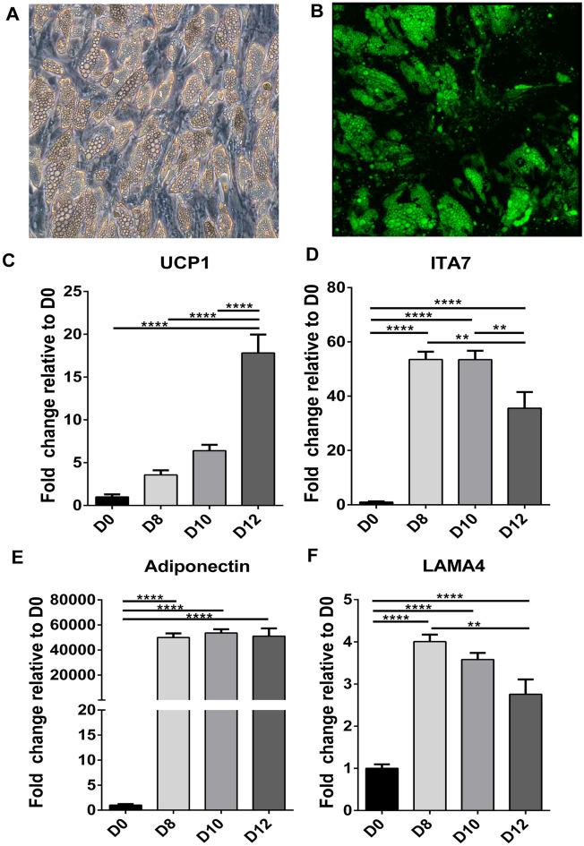 https://cdn.ncbi.nlm.nih.gov/pmc/blobs/8904/7940610/67f3022f8247/41598_2021_84828_Fig6_HTML.jpg