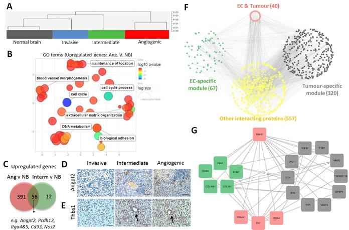 https://cdn.ncbi.nlm.nih.gov/pmc/blobs/8906/5077988/1d9af4a8c8d2/oncotarget-07-31955-g006.jpg