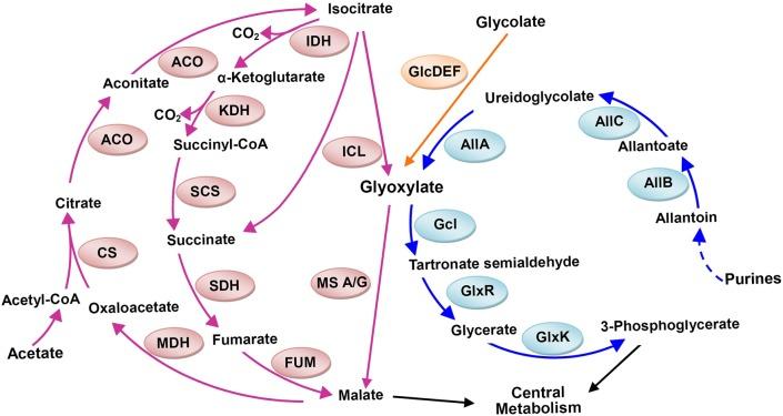 https://cdn.ncbi.nlm.nih.gov/pmc/blobs/8906/6176936/f6aa21c84621/biolopen-7-031856-g3.jpg