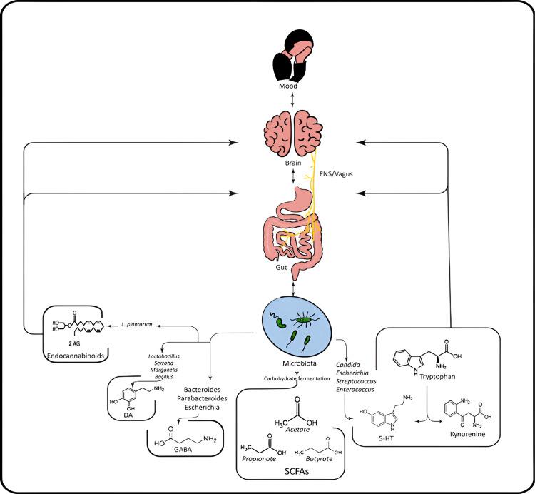 https://cdn.ncbi.nlm.nih.gov/pmc/blobs/8908/12038870/0c654704d70b/cureus-0017-00000081447-i02.jpg