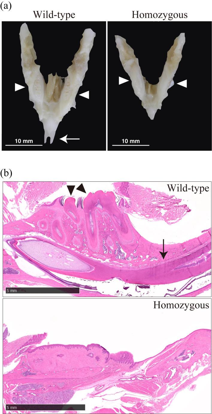https://cdn.ncbi.nlm.nih.gov/pmc/blobs/890c/9978135/0f62d2866d9f/expanim-72-095-g004.jpg