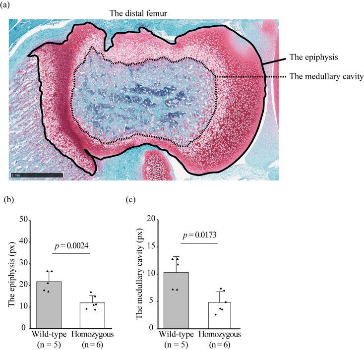 https://cdn.ncbi.nlm.nih.gov/pmc/blobs/890c/9978135/303122f28939/expanim-72-095-g006.jpg