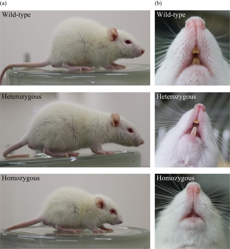 https://cdn.ncbi.nlm.nih.gov/pmc/blobs/890c/9978135/aab7bc1391b2/expanim-72-095-g002.jpg