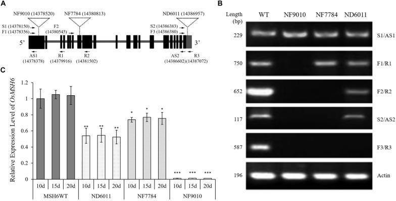https://cdn.ncbi.nlm.nih.gov/pmc/blobs/890d/7062918/3015ea2f3596/fpls-11-00220-g002.jpg