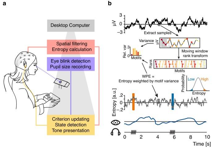 https://cdn.ncbi.nlm.nih.gov/pmc/blobs/890e/6946578/fd5818893327/elife-51501-fig1.jpg