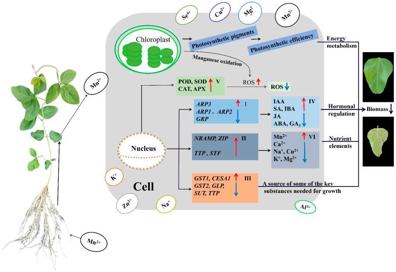 https://cdn.ncbi.nlm.nih.gov/pmc/blobs/8910/11120821/74acb46cafef/ijms-25-05341-g008.jpg