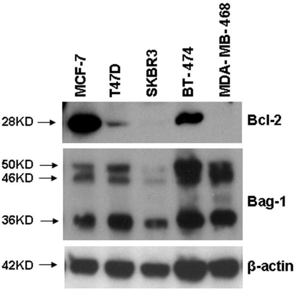 https://cdn.ncbi.nlm.nih.gov/pmc/blobs/8913/2397537/ba5633607343/bcr1998-2.jpg
