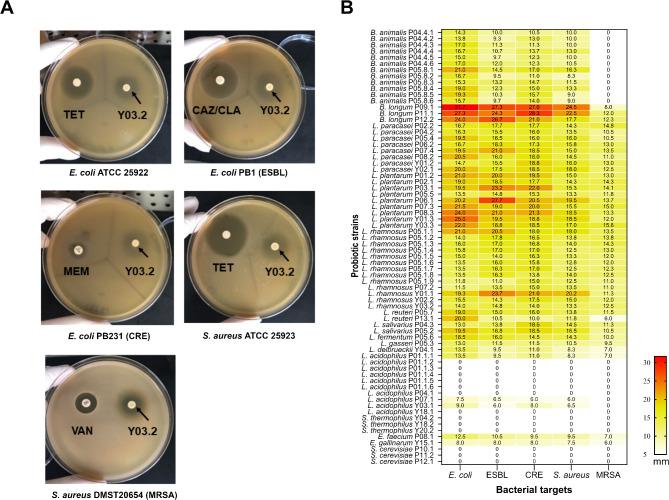 https://cdn.ncbi.nlm.nih.gov/pmc/blobs/8917/11971409/b03395b963e8/41598_2025_95664_Fig3_HTML.jpg