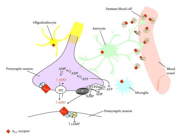 https://cdn.ncbi.nlm.nih.gov/pmc/blobs/891c/4138795/9b9d897c0c63/MI2014-805198.001.jpg