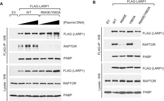 https://cdn.ncbi.nlm.nih.gov/pmc/blobs/891c/8034618/51cdfe13e44d/gkaa1239fig4.jpg