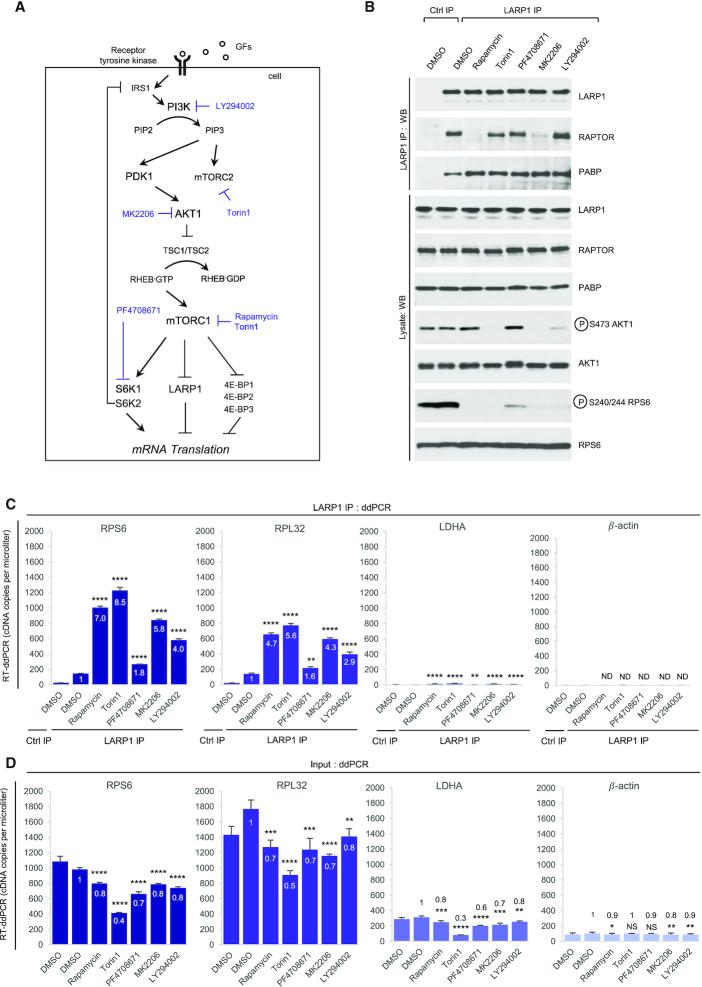 https://cdn.ncbi.nlm.nih.gov/pmc/blobs/891c/8034618/69365f73bdd0/gkaa1239fig10.jpg