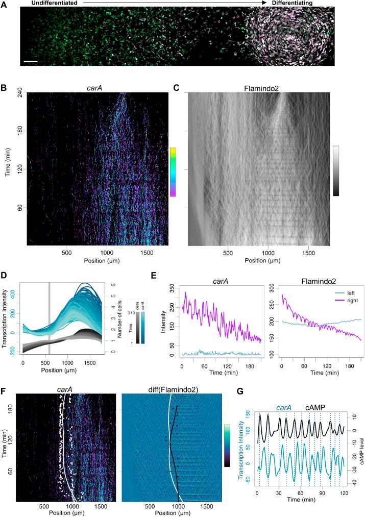 https://cdn.ncbi.nlm.nih.gov/pmc/blobs/891e/10730084/c5fc9e50c43b/develop-150-201946-g3.jpg