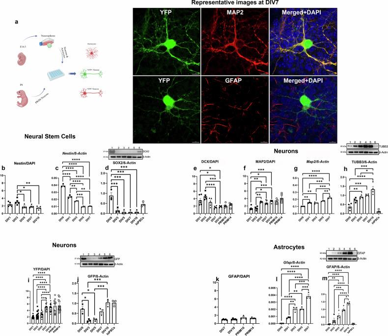 https://cdn.ncbi.nlm.nih.gov/pmc/blobs/891e/11754755/500600bdb211/41420_2025_2297_Fig1_HTML.jpg