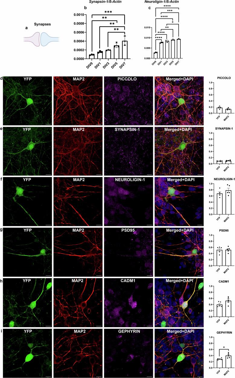 https://cdn.ncbi.nlm.nih.gov/pmc/blobs/891e/11754755/644d5cd531b4/41420_2025_2297_Fig3_HTML.jpg