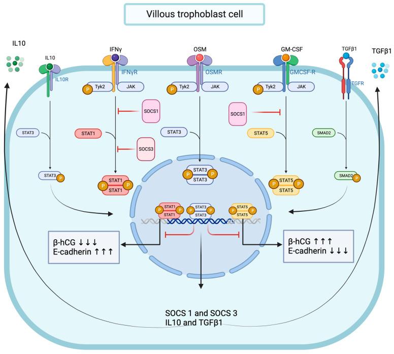 https://cdn.ncbi.nlm.nih.gov/pmc/blobs/8920/10854549/3cff28c86424/cells-13-00229-g010.jpg