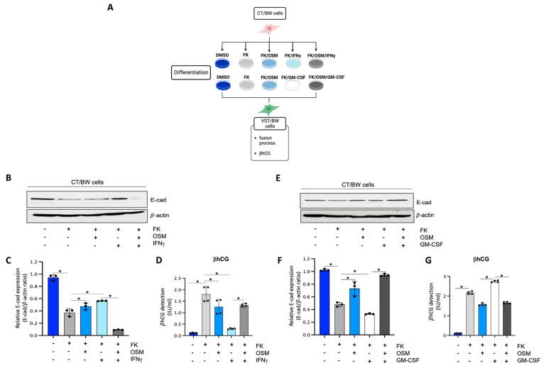 https://cdn.ncbi.nlm.nih.gov/pmc/blobs/8920/10854549/824c4d4c1887/cells-13-00229-g001.jpg