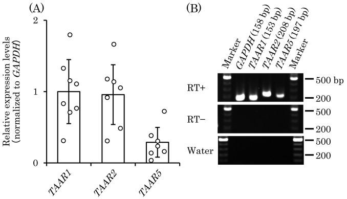 https://cdn.ncbi.nlm.nih.gov/pmc/blobs/8922/12266935/68a90983ee87/jpsa-62-2025019-g002.jpg