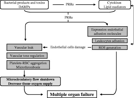https://cdn.ncbi.nlm.nih.gov/pmc/blobs/8924/2832870/33bb1edf2346/109_2009_585_Fig1_HTML.jpg