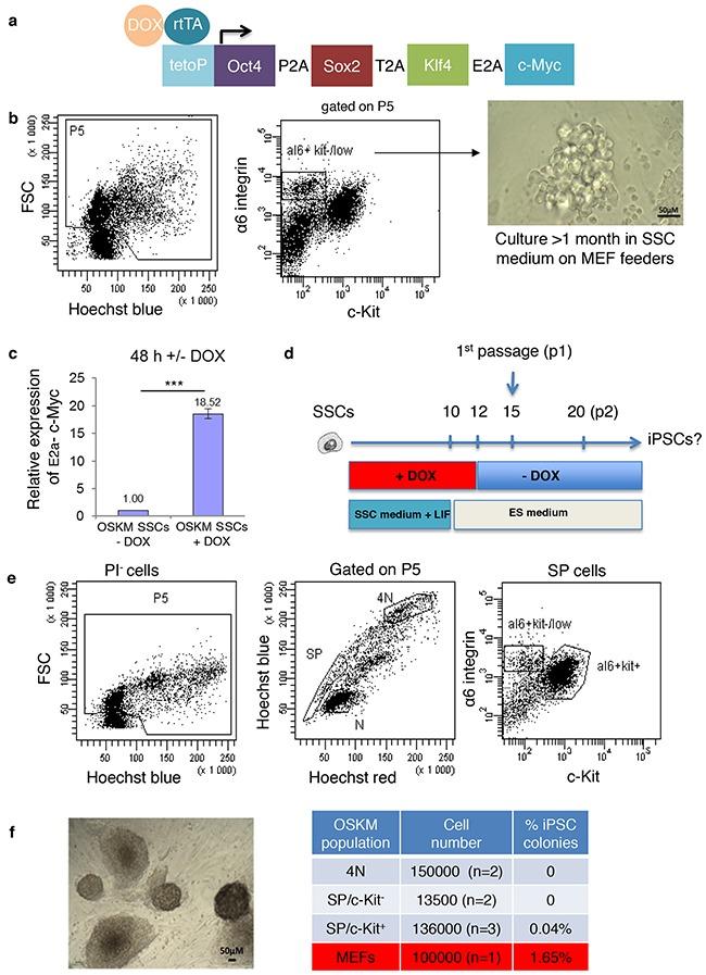 https://cdn.ncbi.nlm.nih.gov/pmc/blobs/8926/5354640/3d6906618ea0/oncotarget-08-10050-g002.jpg