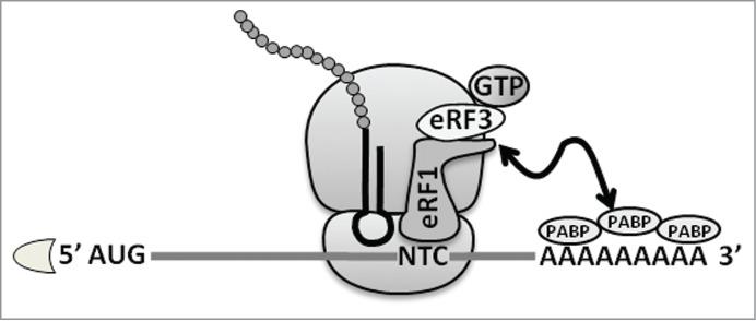 https://cdn.ncbi.nlm.nih.gov/pmc/blobs/8927/4615788/f4de93237d7f/krnb-12-09-1068497-g001.jpg