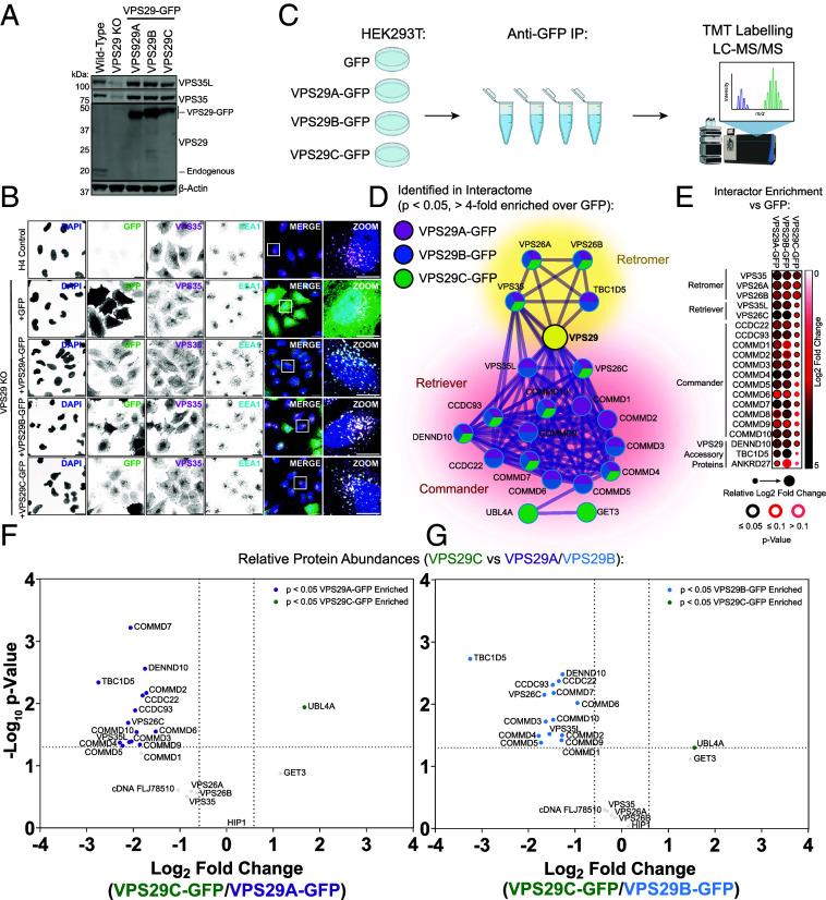 https://cdn.ncbi.nlm.nih.gov/pmc/blobs/892d/12260524/3632bc2ddefe/pnas.2501111122fig02.jpg