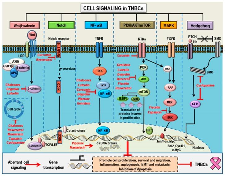 https://cdn.ncbi.nlm.nih.gov/pmc/blobs/892e/6209965/84f6f96b6eed/cancers-10-00346-g003.jpg