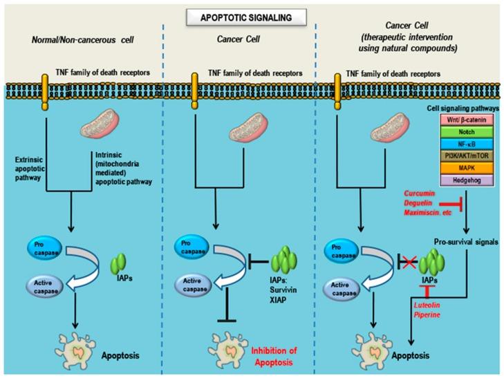 https://cdn.ncbi.nlm.nih.gov/pmc/blobs/892e/6209965/8f56fbc4b485/cancers-10-00346-g004.jpg