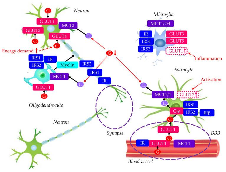 https://cdn.ncbi.nlm.nih.gov/pmc/blobs/892f/11677283/95664b406dfc/molecules-29-05936-g001.jpg